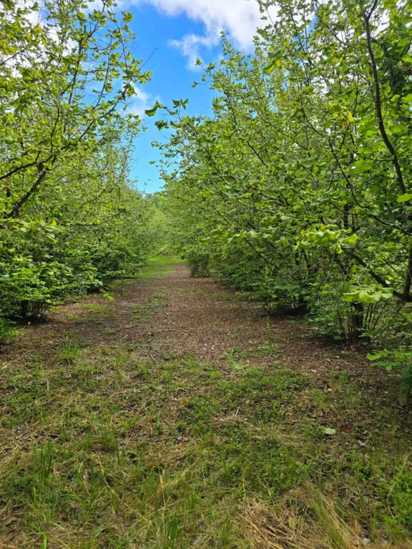 a 16 min de villarrica parcelas con luz y agua condominio los avellanos