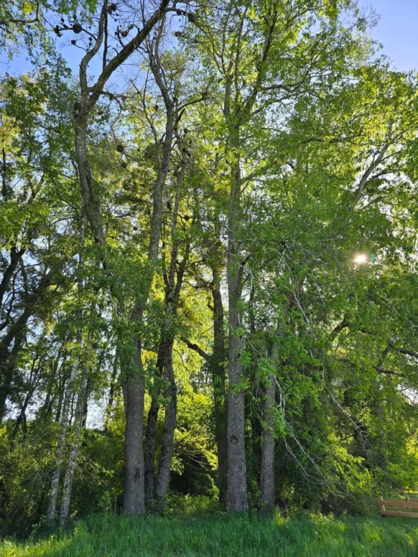 refugio el volcán villarrica
