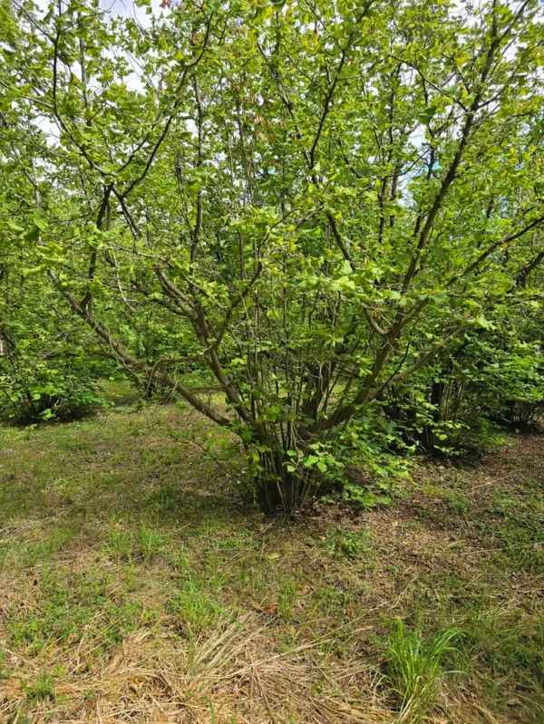 a 16 min de villarrica parcelas con luz y agua condominio los avellanos