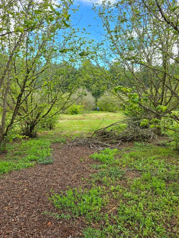 a 16 min de villarrica parcelas con luz y agua condominio los avellanos