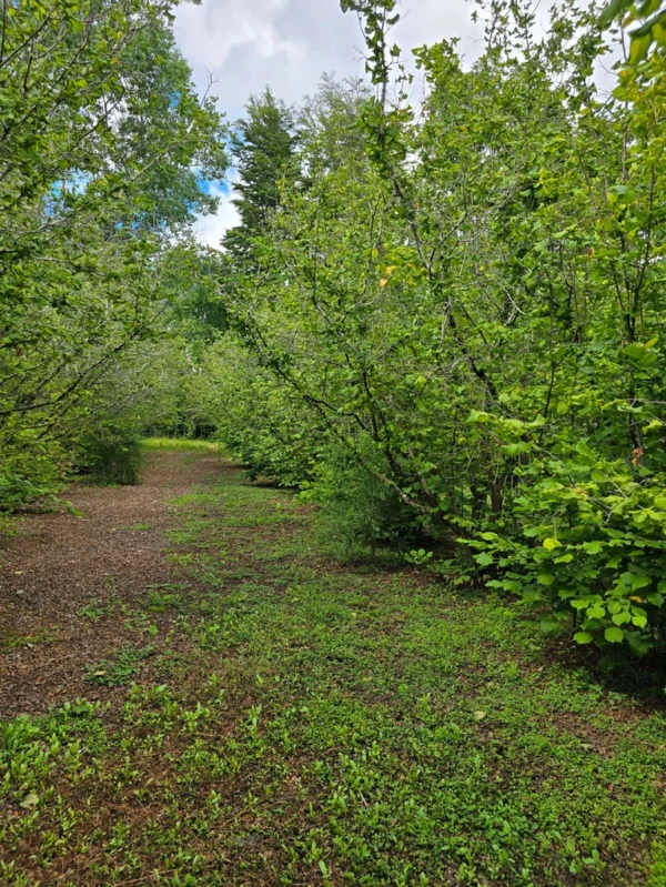 a 16 min de villarrica parcelas con luz y agua condominio los avellanos