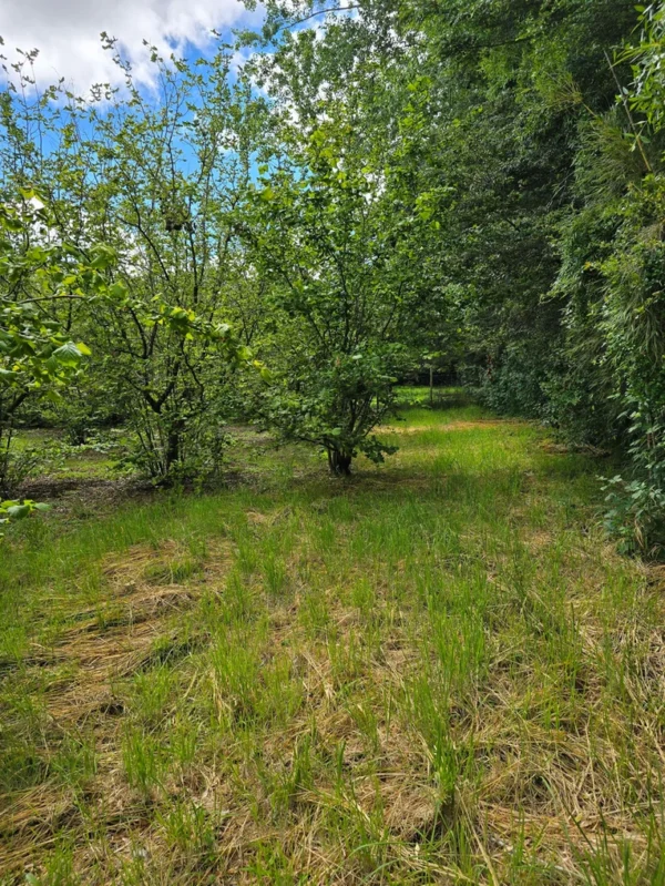 a 16 min de villarrica parcelas con luz y agua condominio los avellanos