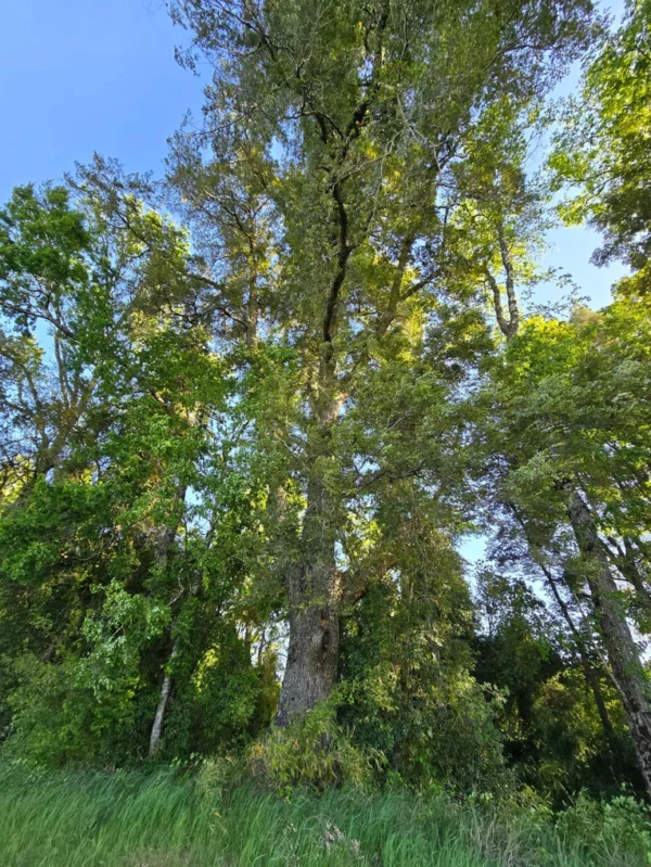 refugio el volcán villarrica