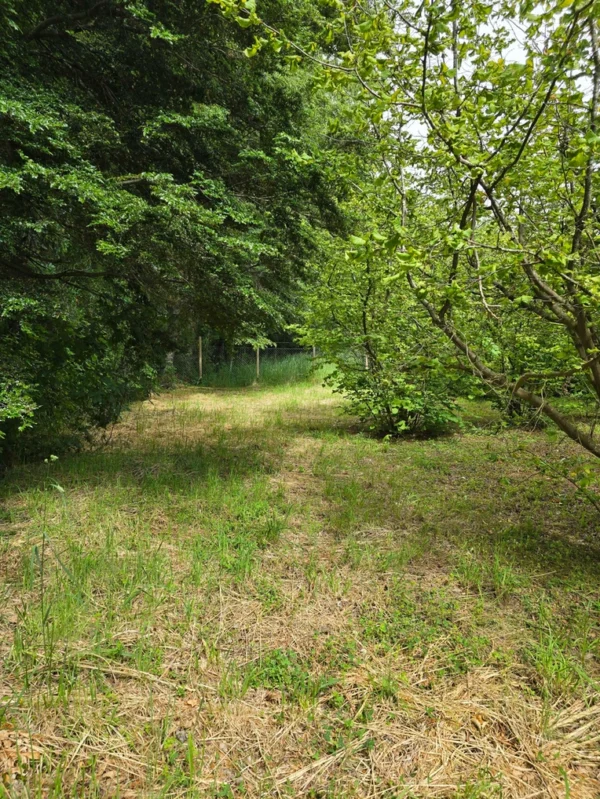 a 16 min de villarrica parcelas con luz y agua condominio los avellanos