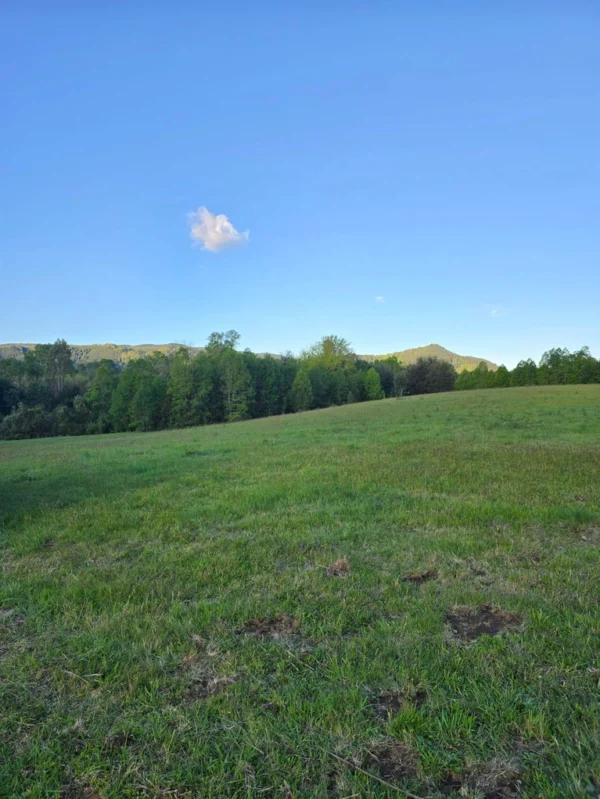 raíces de relún a 15 km de villarrica