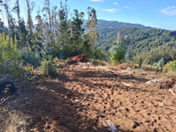 parcela de 1,9 hectáreas loncoche $39.990.000