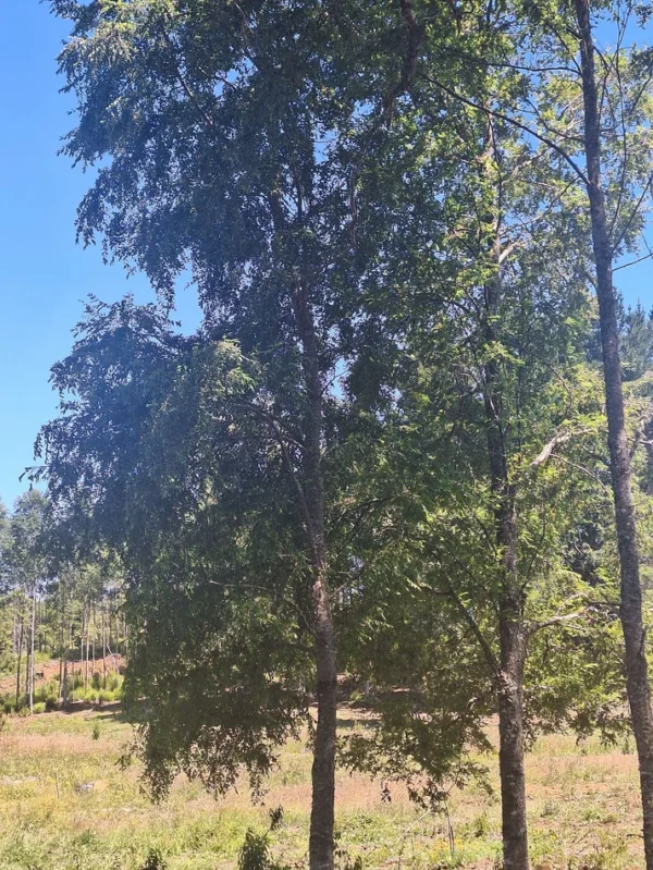 a solo 15 min de villarrica $38.000.000 crédito directo