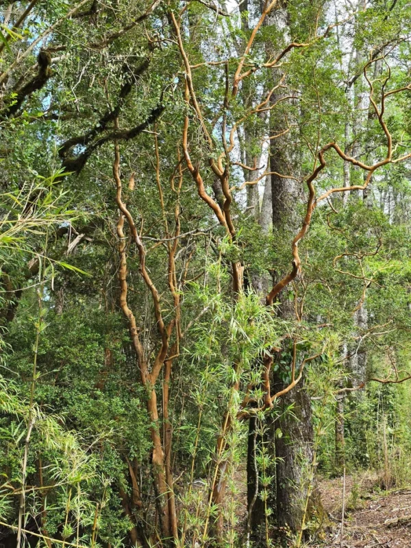 rinconada a solo 15 min de villarrica