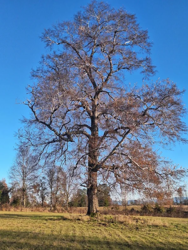 séptima faja hermosas parcelas a 20 min de villarrica desde $28.000.000