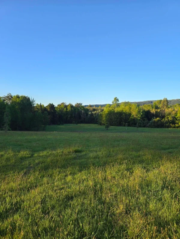 raíces de relún a 15 km de villarrica