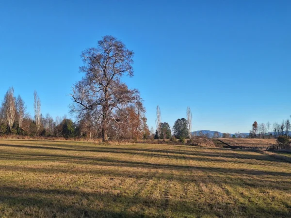 séptima faja hermosas parcelas a 20 min de villarrica desde $28.000.000