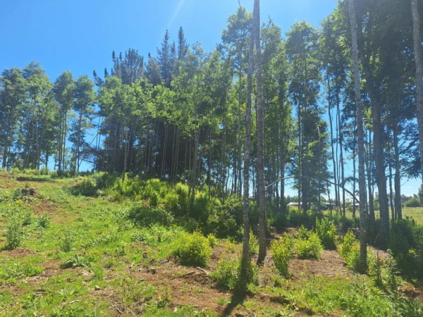 a solo 15 min de villarrica $38.000.000 crédito directo