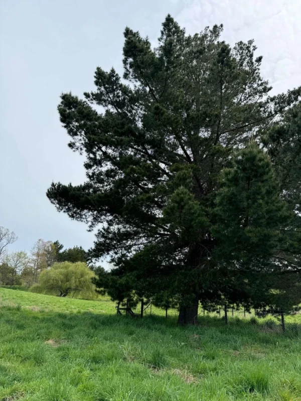 terrazas de crucero desde $25.000.000