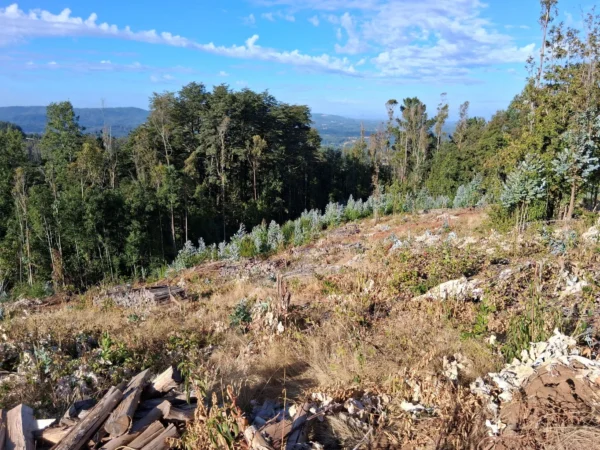 parcela de 1,9 hectáreas loncoche $39.990.000