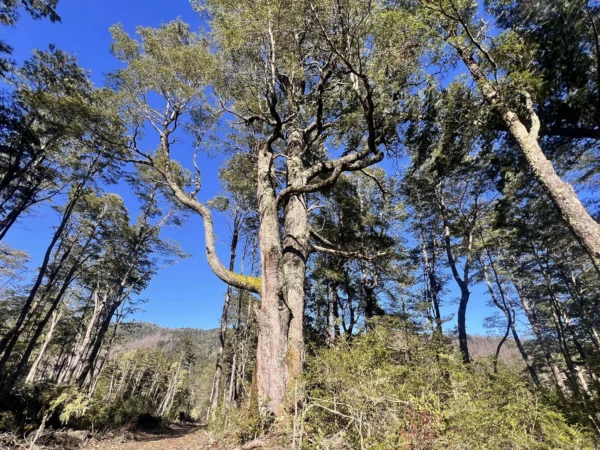 parcelas a minutos del lago calafquén $30.000.000