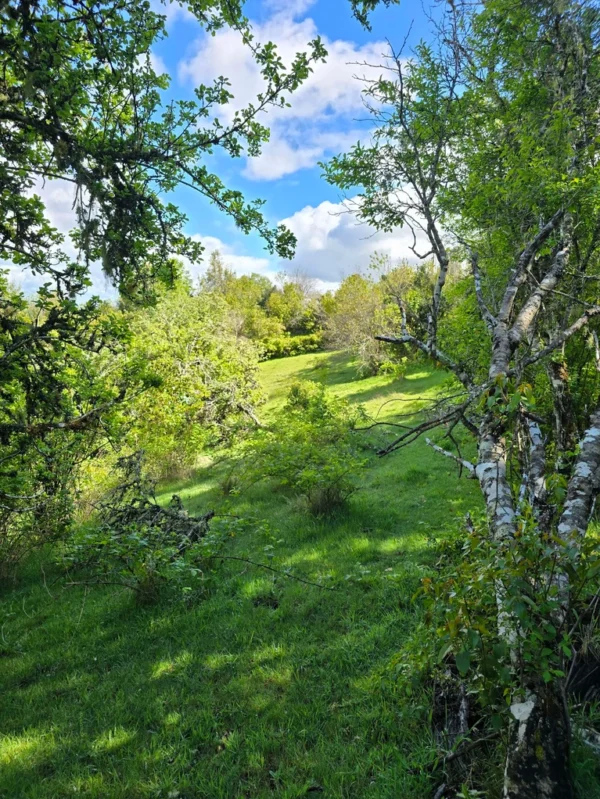 a 20 min de licanray parcelas de 1 hectárea con estero