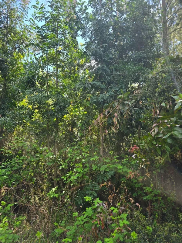 campo san nicolás Últimas parcelas disponibles