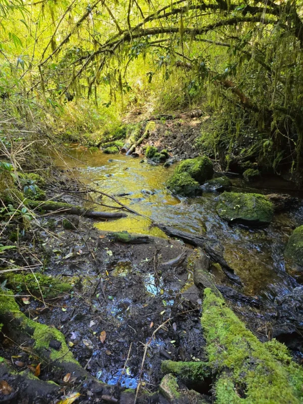 a 20 min de licanray parcelas de 1 hectárea con estero