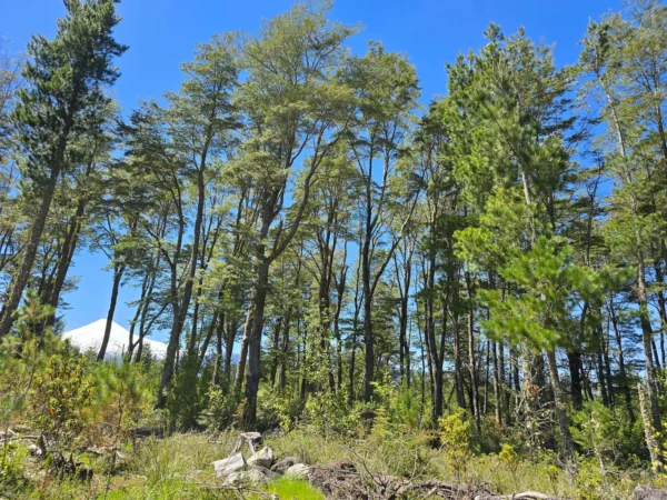 parcelas a minutos del lago calafquén $30.000.000