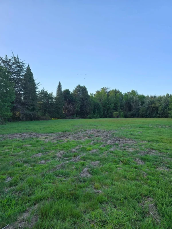 raíces de relún a 15 km de villarrica