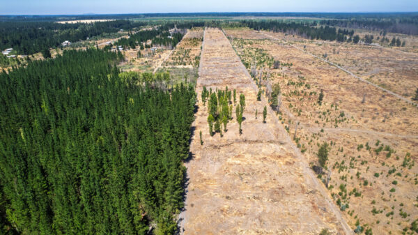 fundo del itata Últimas 2 parcelas