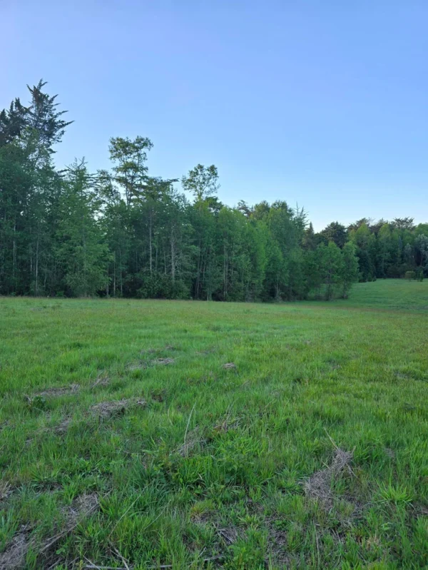 raíces de relún a 15 km de villarrica