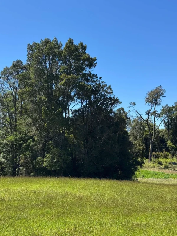 los molinos puerto octay