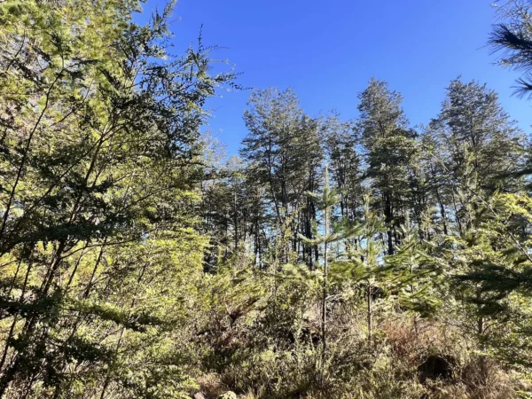 parcelas a minutos del lago calafquén $30.000.000