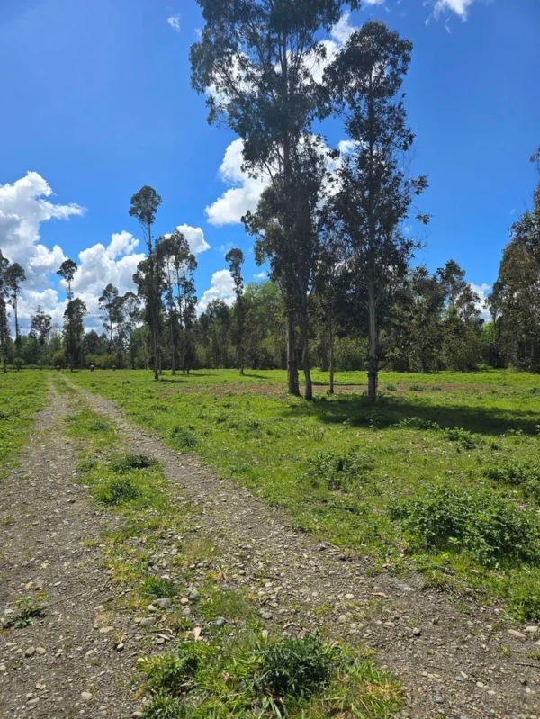 fundo ancahual villarrica loncoche