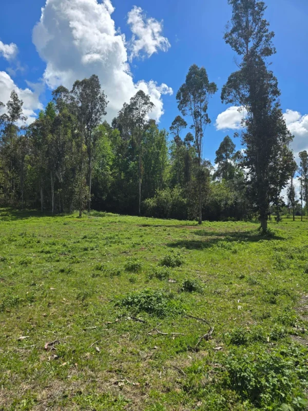 fundo ancahual villarrica loncoche