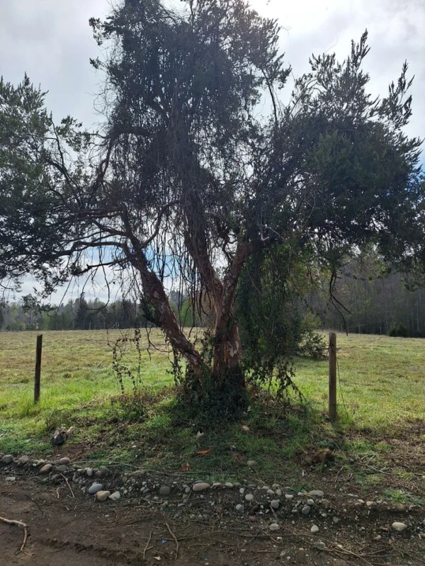 a 20 min de villarrica parcelas con luz, agua y cercadas