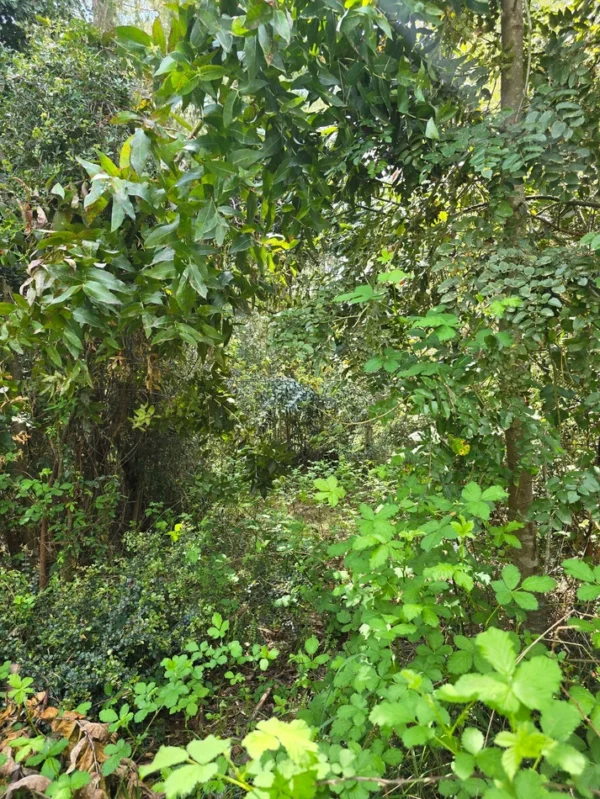 campo san nicolás Últimas parcelas disponibles