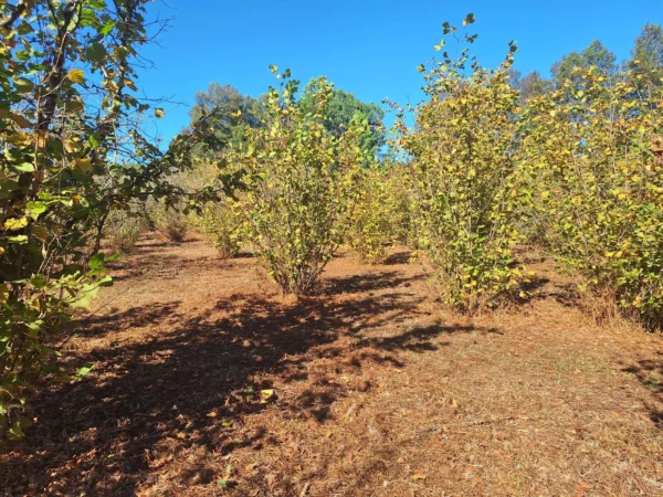 parcela en condominio los avellanos a 15 min de villarrica vendida
