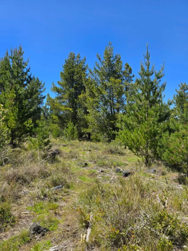 parcelas a minutos del lago calafquén $30.000.000