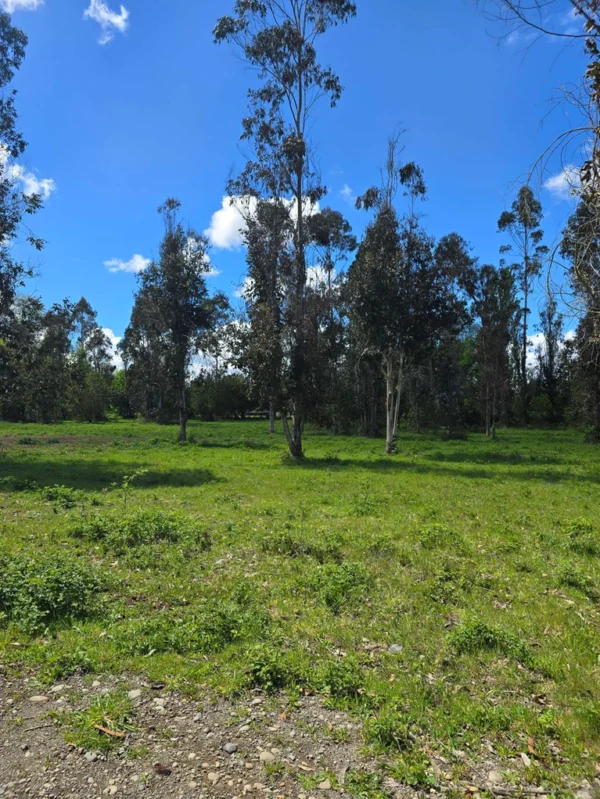 fundo ancahual villarrica loncoche