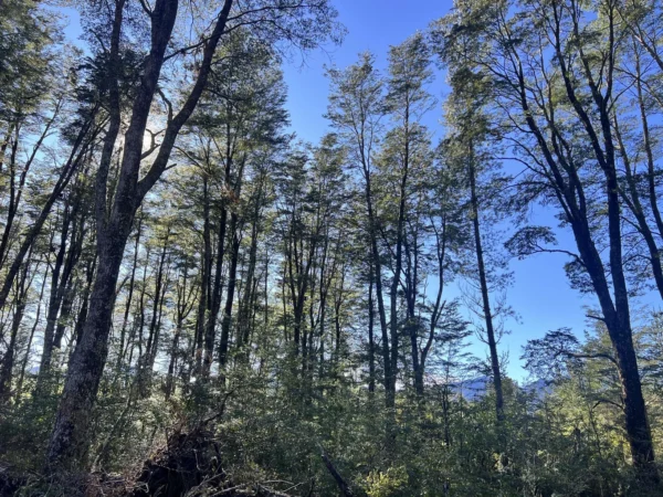 parcelas a minutos del lago calafquén $30.000.000