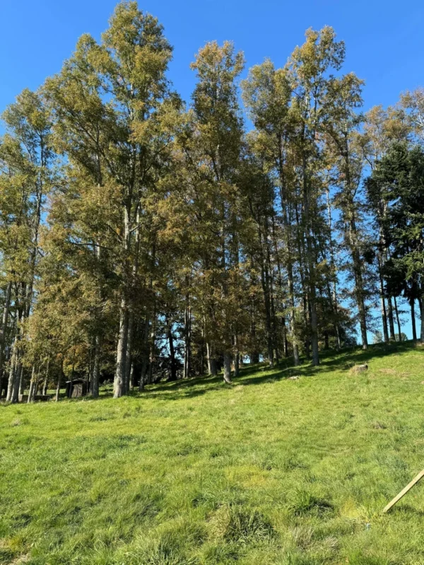 terrazas de crucero desde $25.000.000