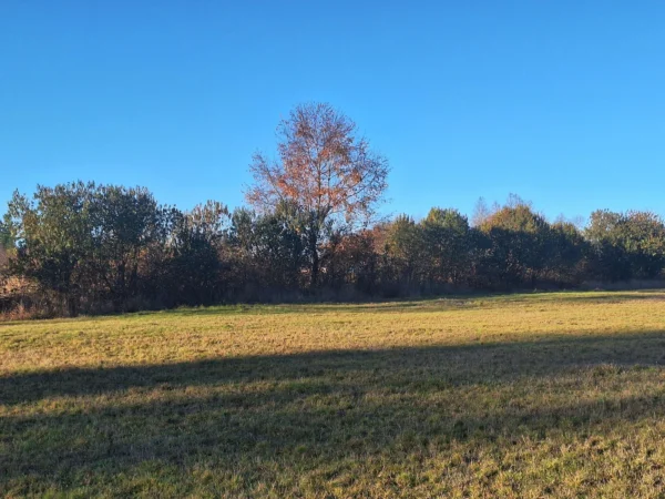 séptima faja hermosas parcelas a 20 min de villarrica desde $28.000.000