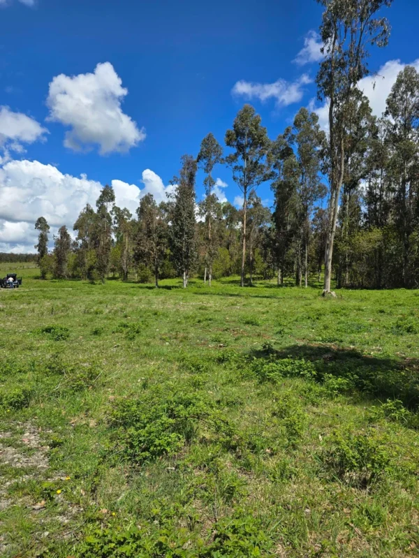 fundo ancahual villarrica loncoche