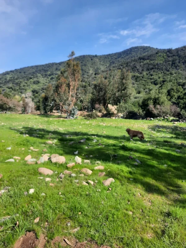 los molinos puerto octay (copia)