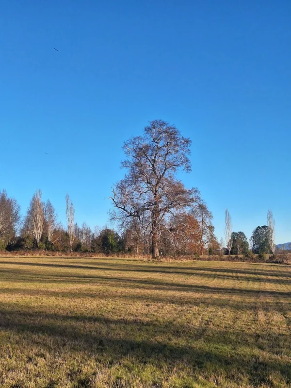 séptima faja hermosas parcelas a 20 min de villarrica desde $28.000.000