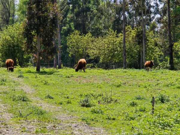 fundo ancahual villarrica loncoche