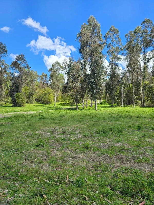 fundo ancahual villarrica loncoche