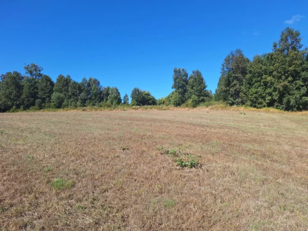 séptima faja hermosas parcelas a 20 min de villarrica desde $28.000.000