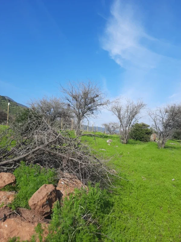 los molinos puerto octay (copia)