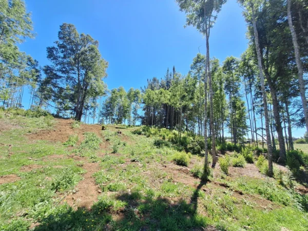 a solo 15 min de villarrica $38.000.000 crédito directo