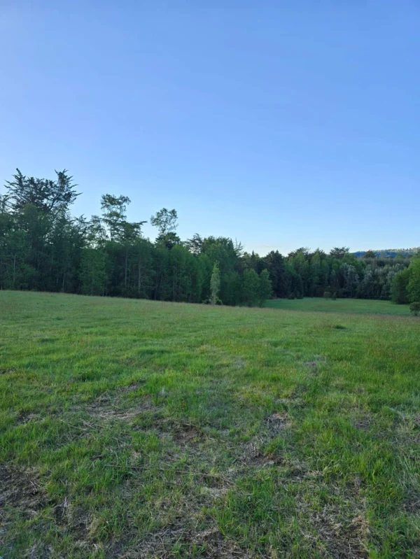 raíces de relún a 15 km de villarrica