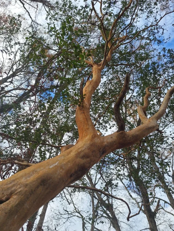 a solo 15 min de villarrica $38.000.000 crédito directo