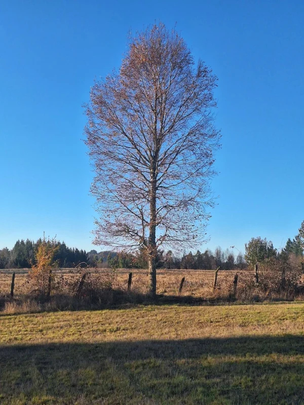 séptima faja hermosas parcelas a 20 min de villarrica desde $28.000.000