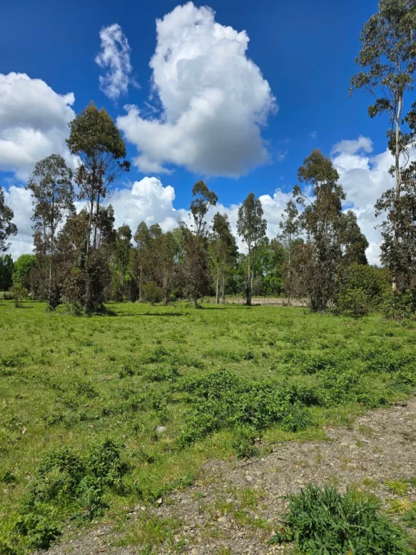 fundo ancahual villarrica loncoche